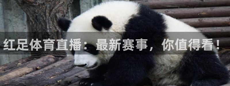红足体育直播：最新赛事，你值得看！