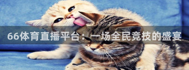 66体育直播平台：一场全民竞技的盛宴