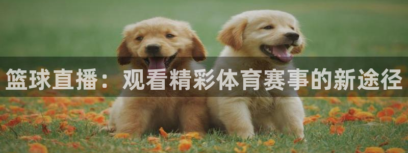 篮球直播：观看精彩体育赛事的新途径