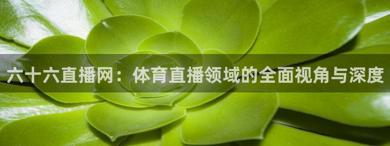 六十六直播网：体育直播领域的全面视角与深度
